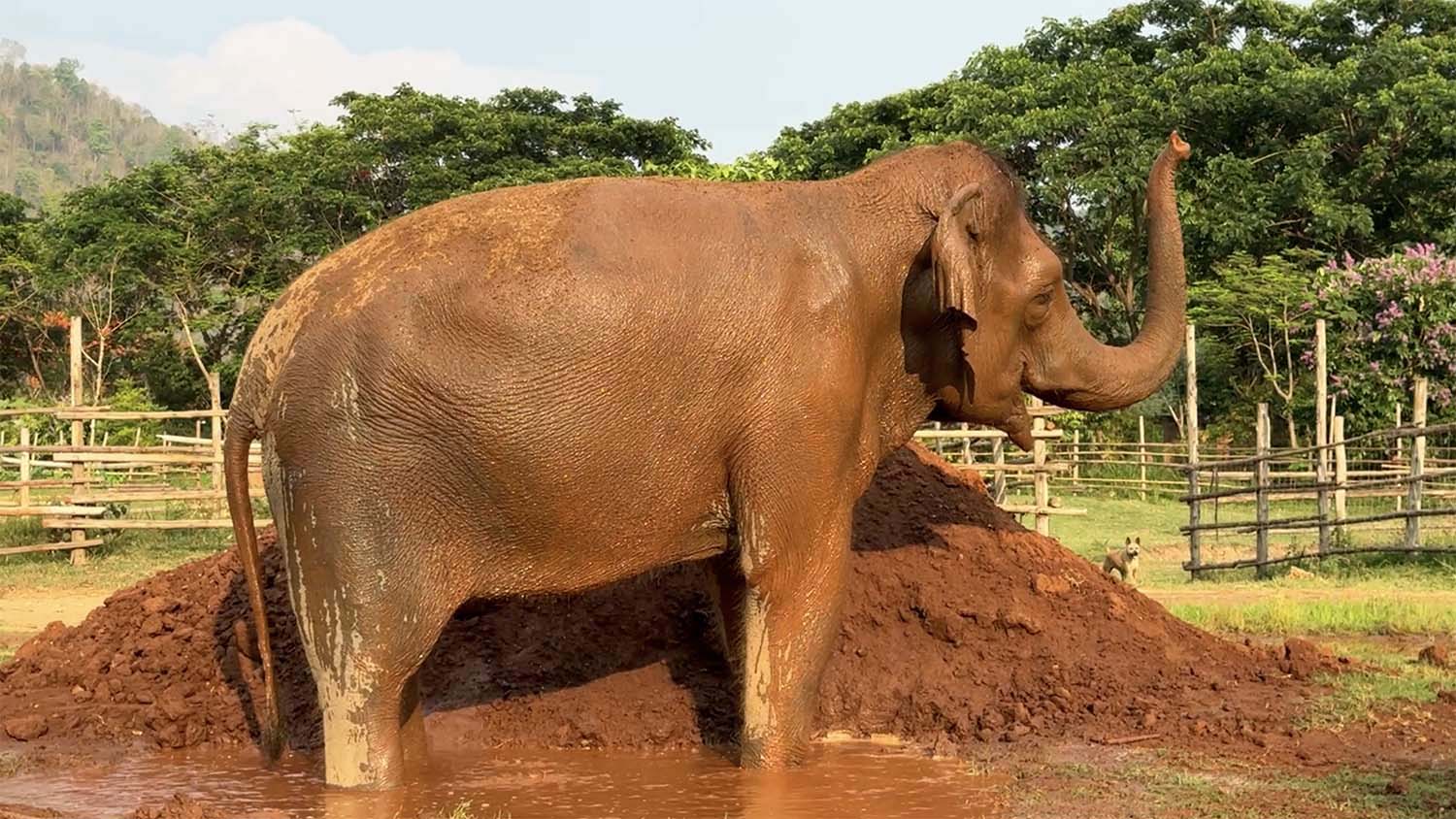 Rescued Elephant Boon Lom