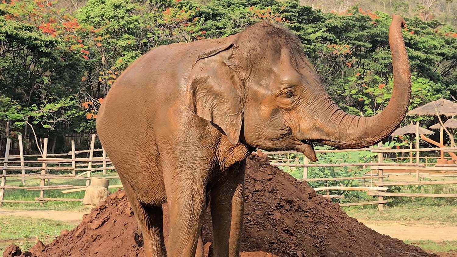 Rescued Elephant Boon Lom