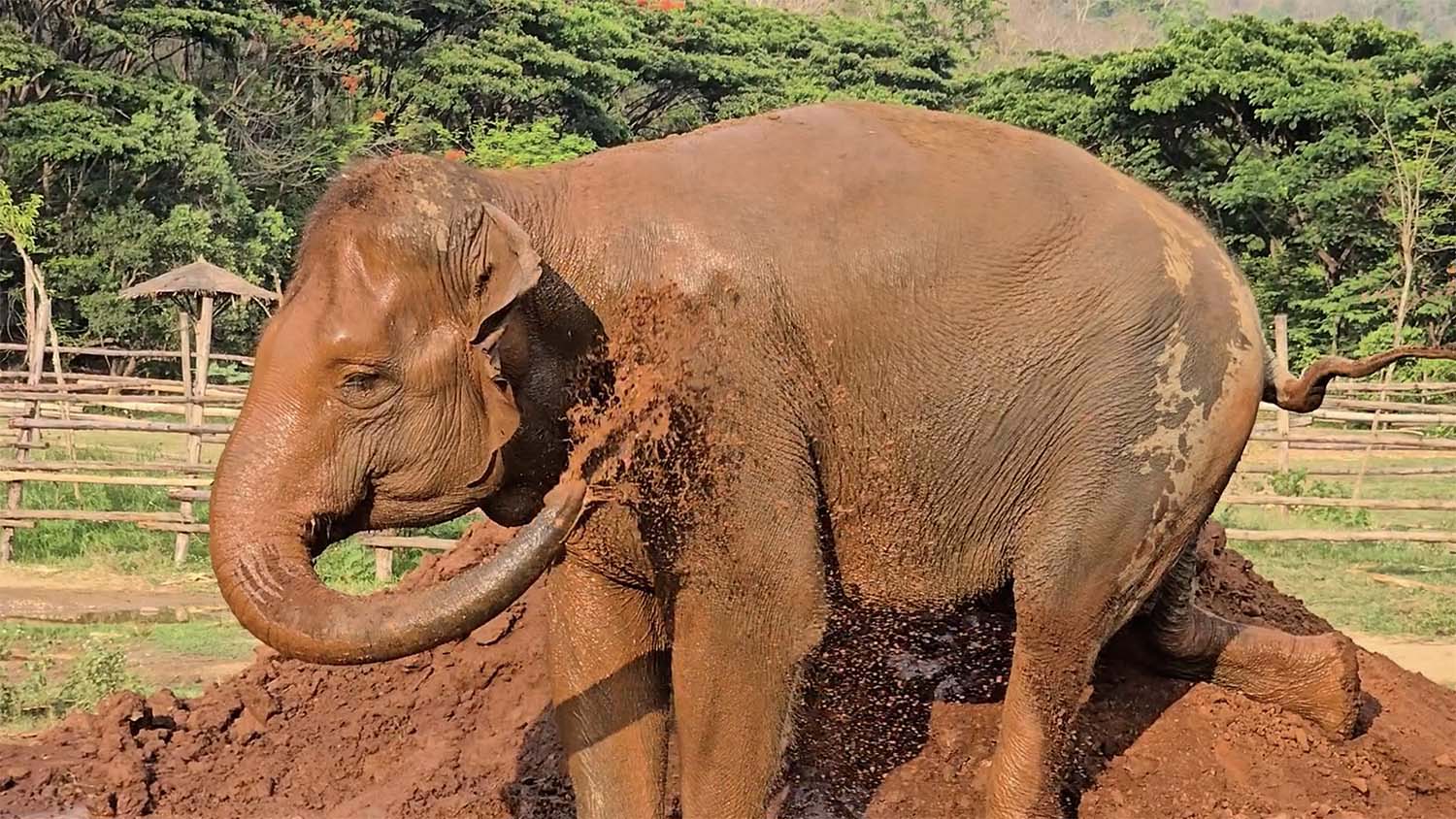 Rescued Elephant Boon Lom