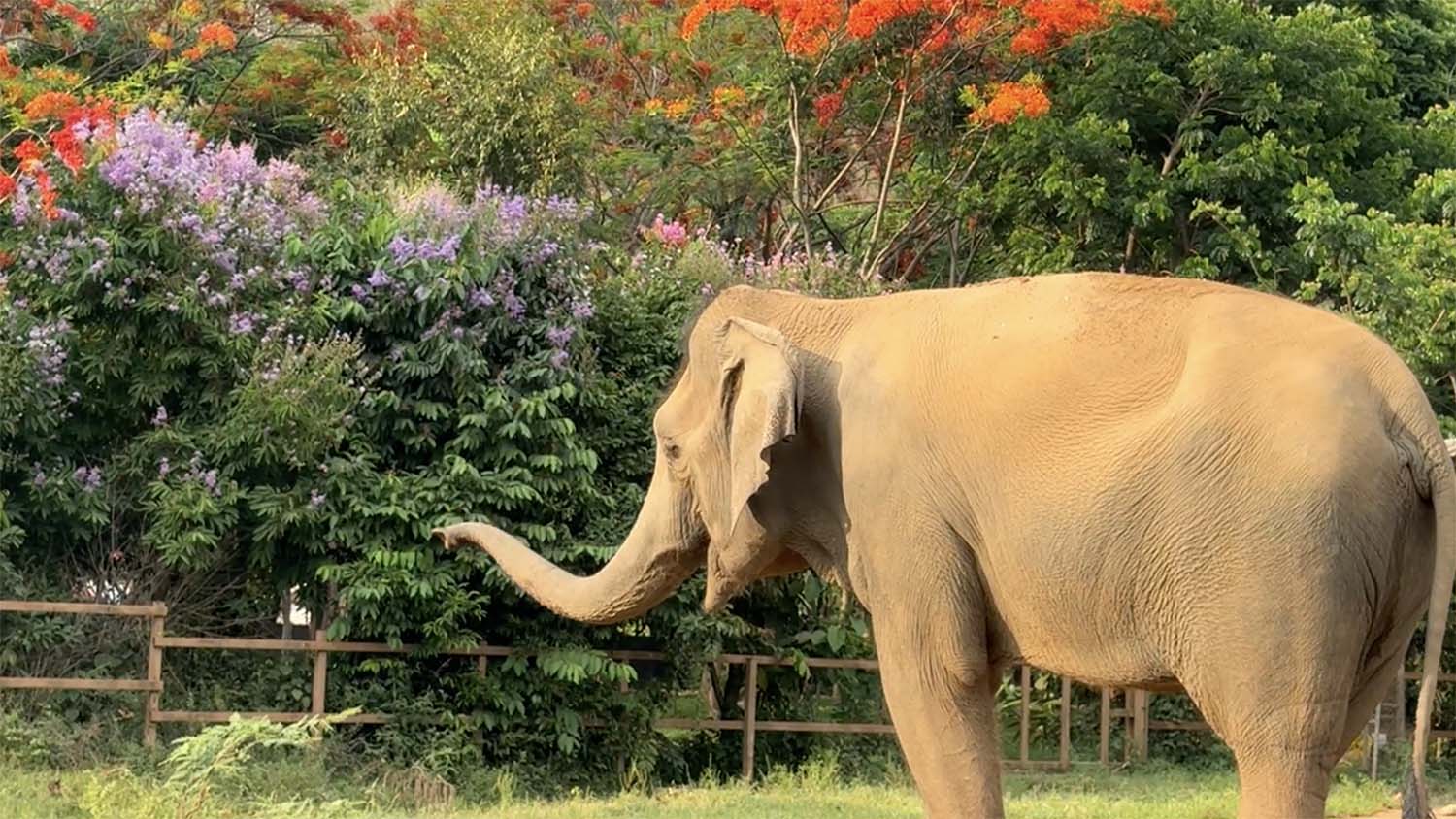 Rescued Elephant Boon Lom