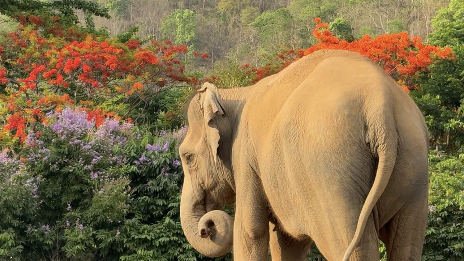 Rescued Elephant Boon Lom