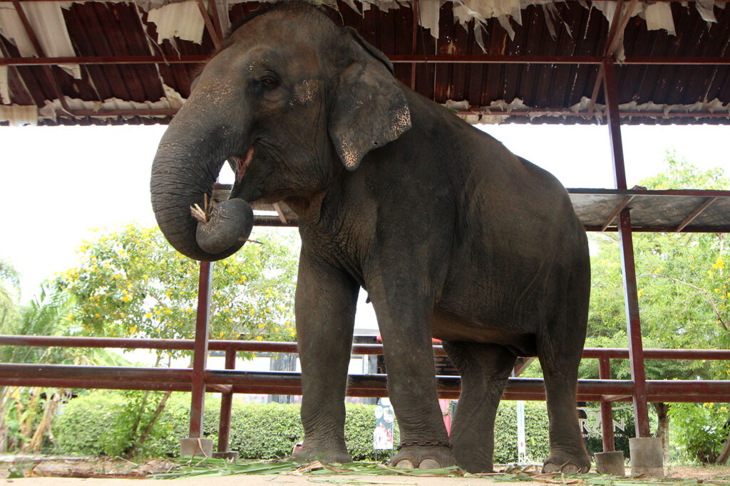 Boon Lom Before Rescue