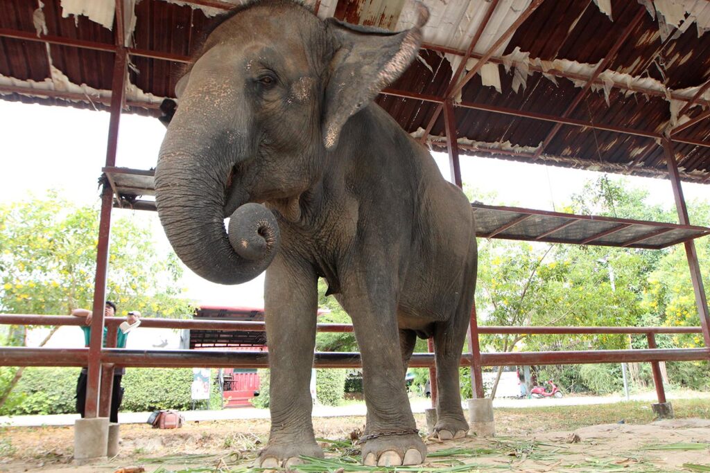 Boon Lom Before Rescue