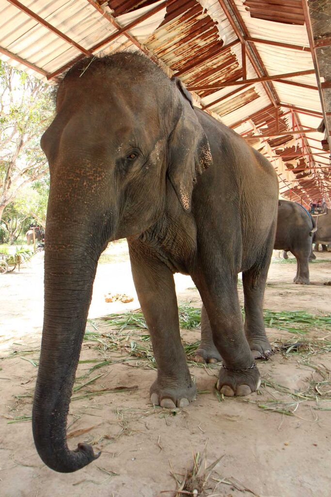 Boon Lom Before Rescue
