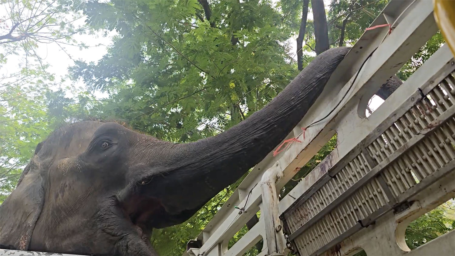 Rescued Elephant Boon Lom