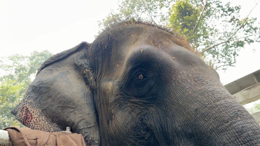 Rescued Elephant Boon Lom