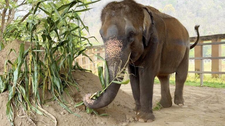 Som Pond Rescued Elephant