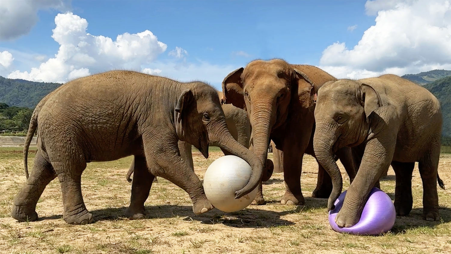 Elephants Play with Yoga Balls