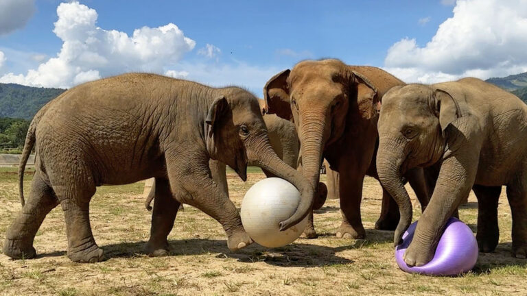 Elephants Play with Yoga Balls