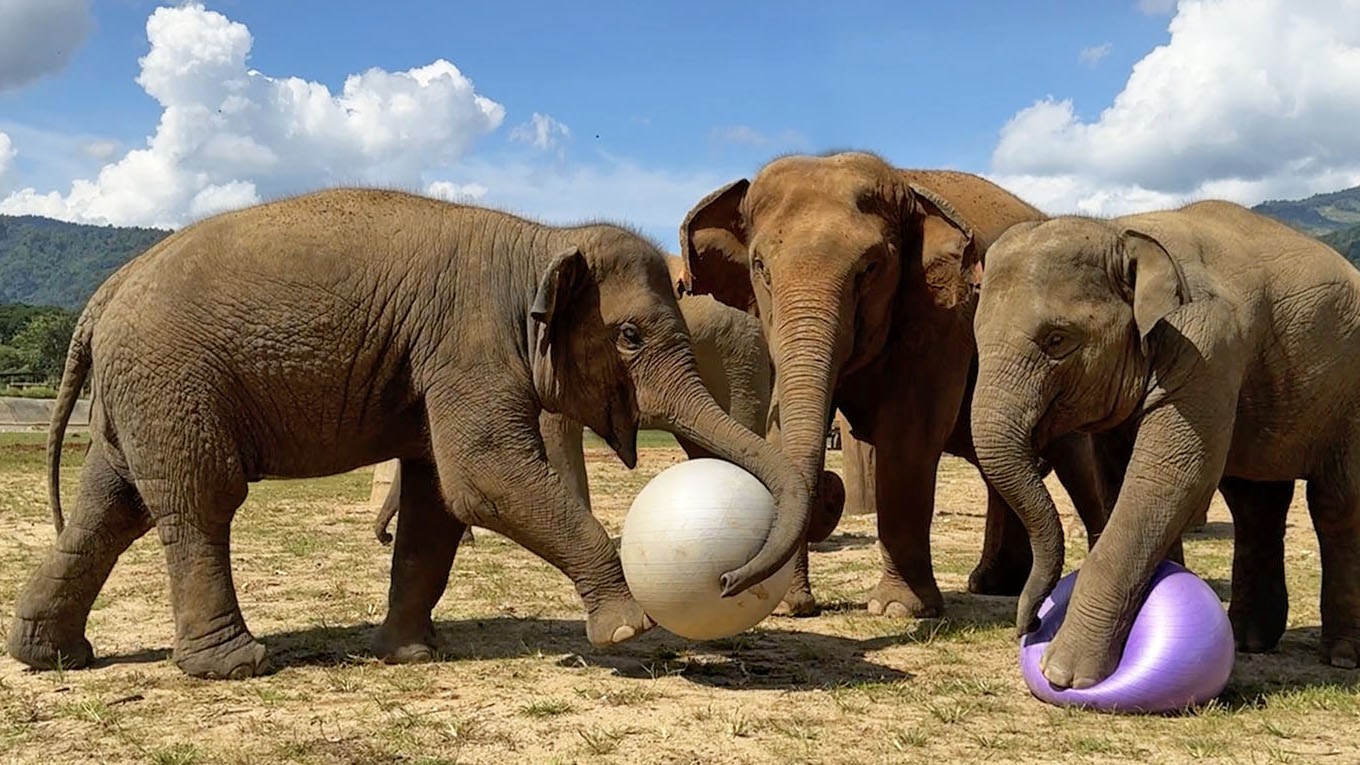 Elephants Play with Yoga Balls