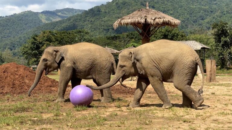 Elephants Play with Yoga Balls