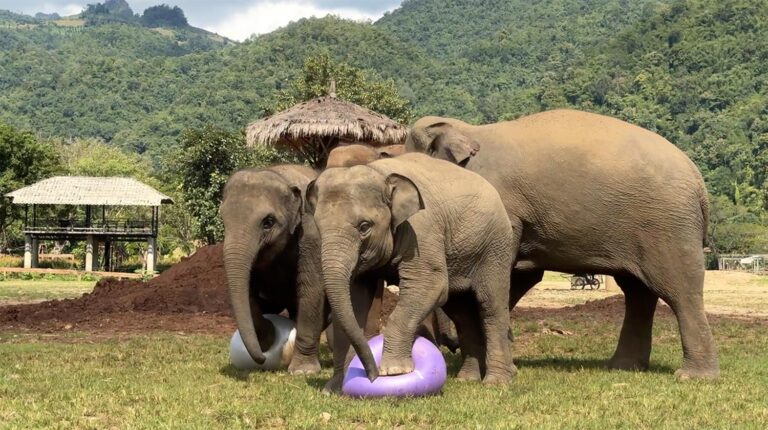 Elephants Play with Yoga Balls