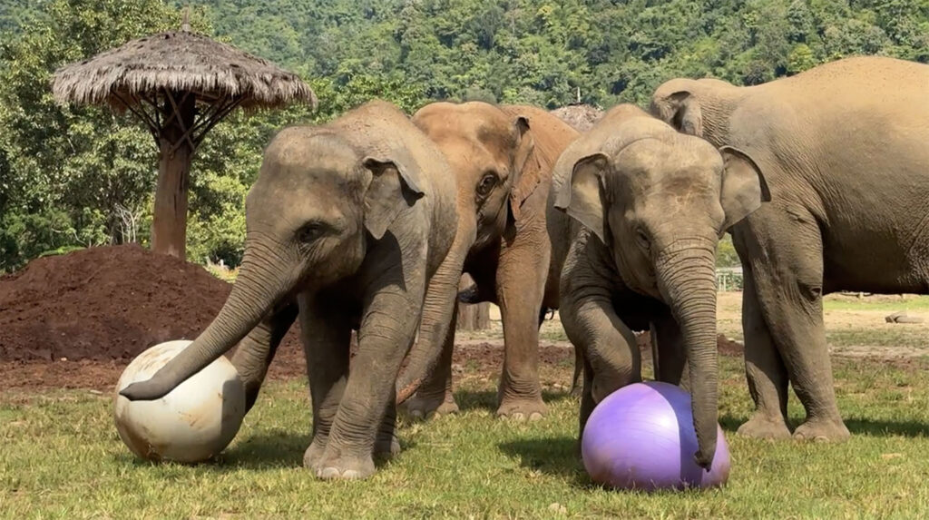 Elephants Play with Yoga Balls