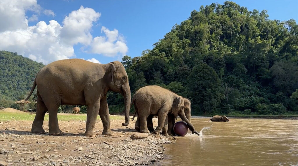 Elephants Play with Yoga Balls