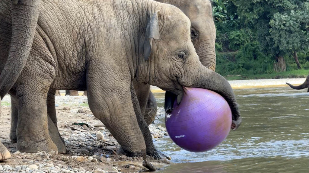Elephants Play with Yoga Balls