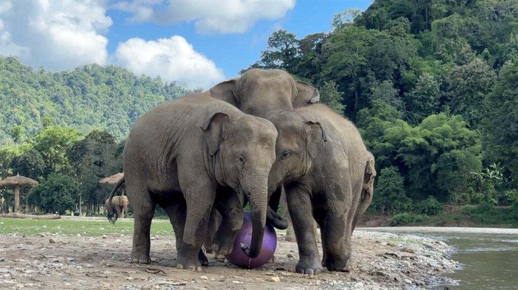 Elephants Play with Yoga Balls
