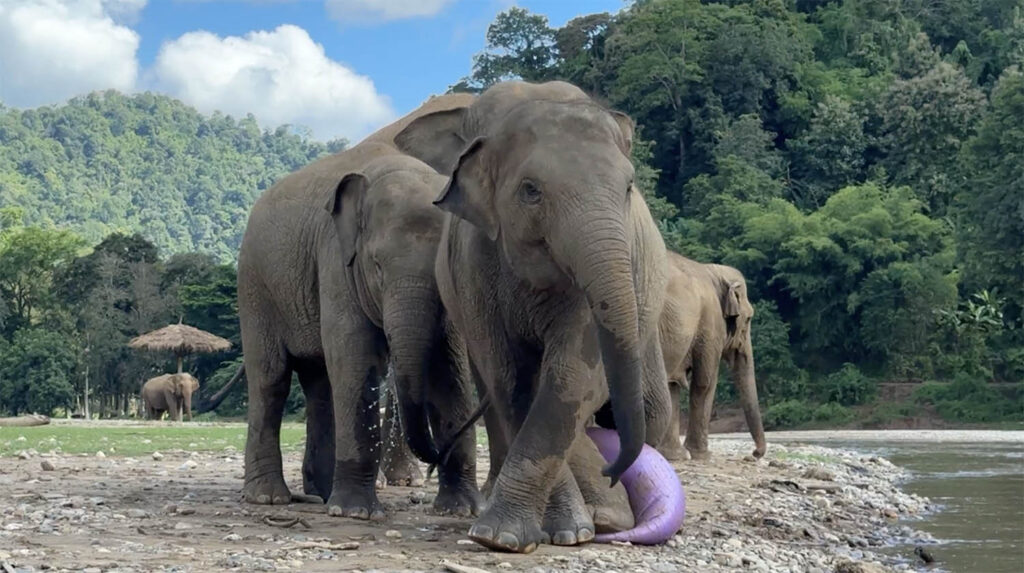 Elephants Play with Yoga Balls