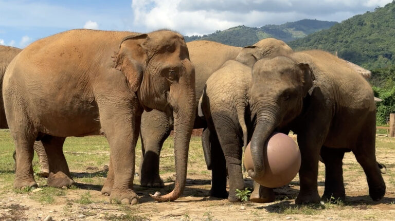 Elephants Play with Yoga Balls