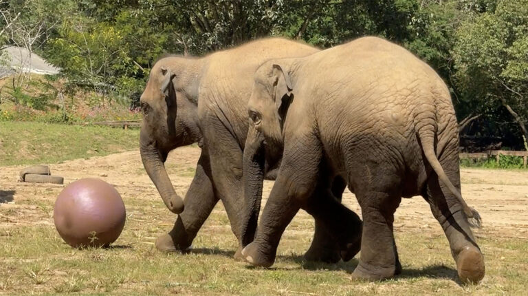 Elephants Play with Yoga Balls