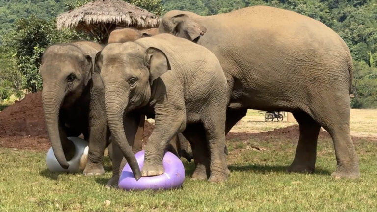 Elephants Play with Yoga Balls