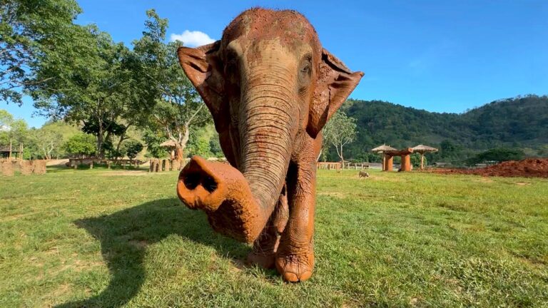 Mae Mon Rescued Elephant