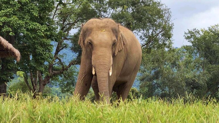Gluay Hom 7 Years Since Rescue