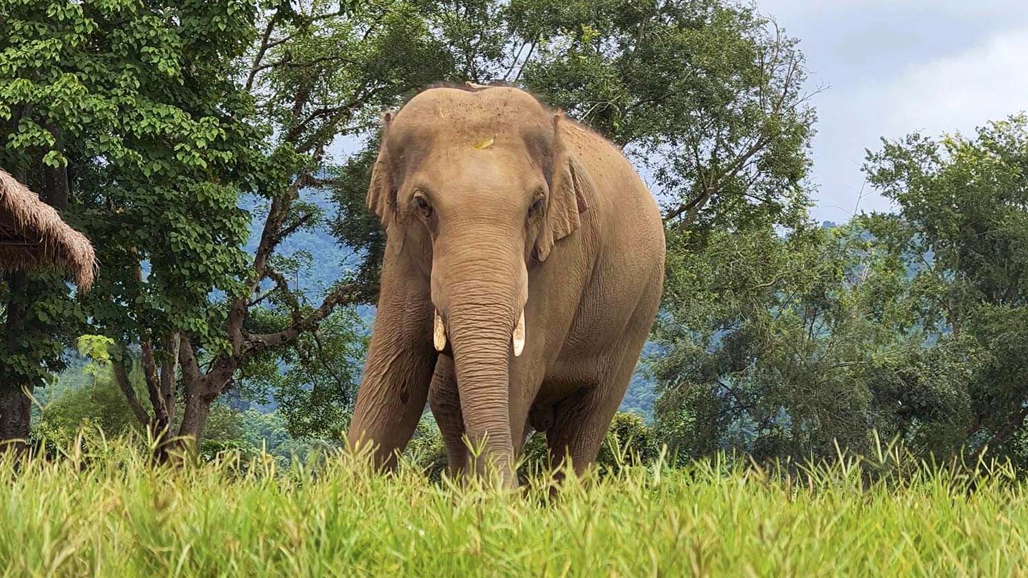 Gluay Hom 7 Years Since Rescue