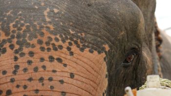 The Rescue of Apple & Mae Noi