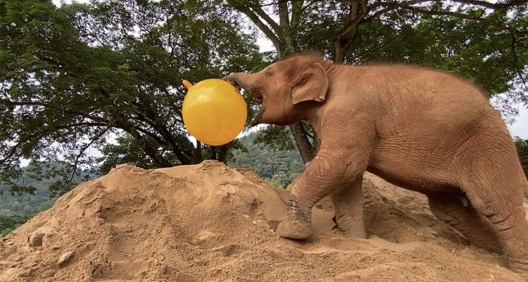 Elephants Play with Yoga Balls