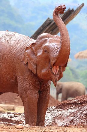 Mae Noi After Rescue