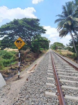 SriLanka_Elephants (5)