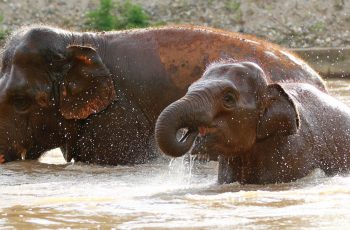 WanMai_Herd_05a