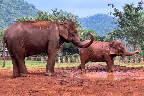 YaiBoon_AfterRescue4