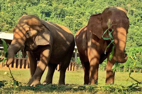 YaiBoon_AfterRescue5